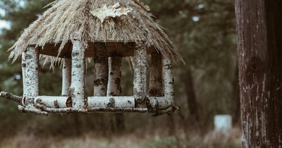 DIY karmnik dla ptaków - projekt ekologiczny dla całej rodziny